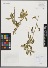 Foto von Salix alba L.
